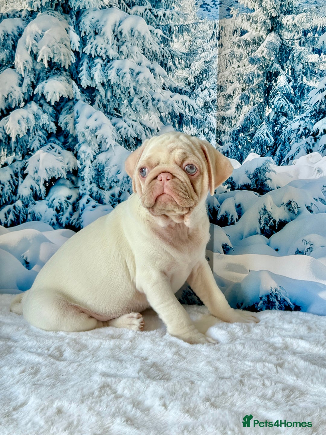Pug dogs for sale: Pink Pug Puppies Available - Advert 11
