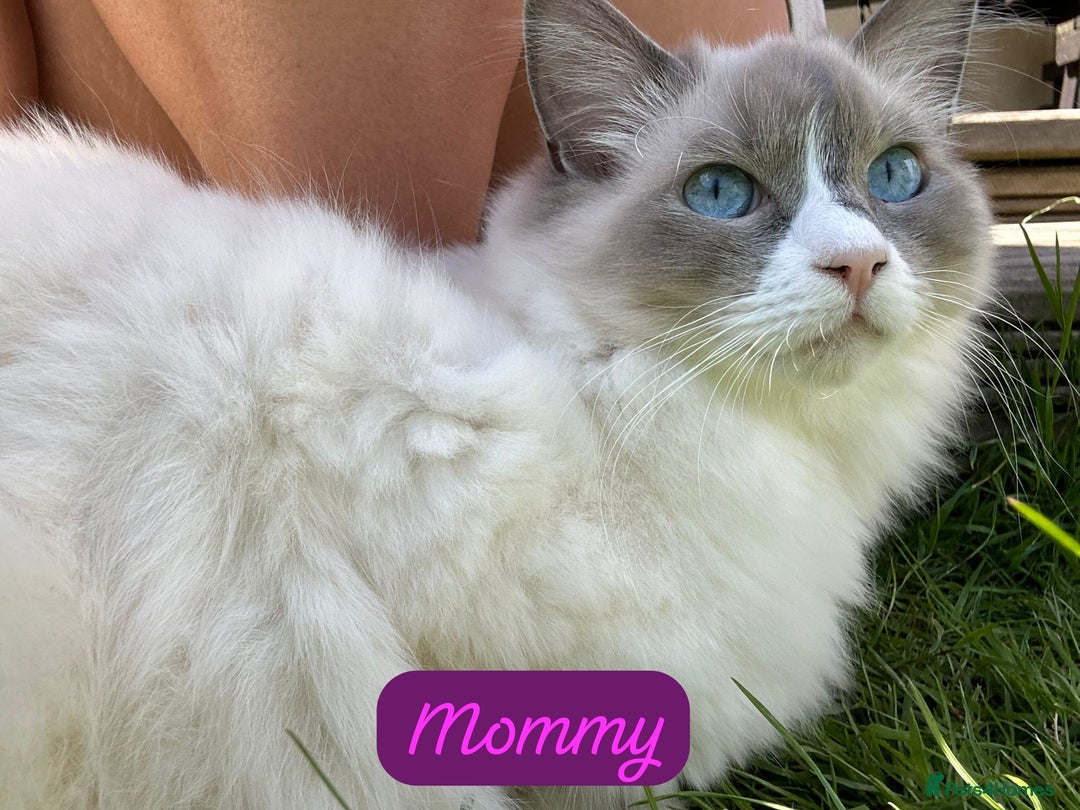 Ragdoll cats for sale: 🐾 Ragdoll Kittens Ready Soon!🐾 in Bridgwater - Image 6