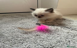 Ragdoll cats for sale: 4 gccf registered ragdolls  - Image 13