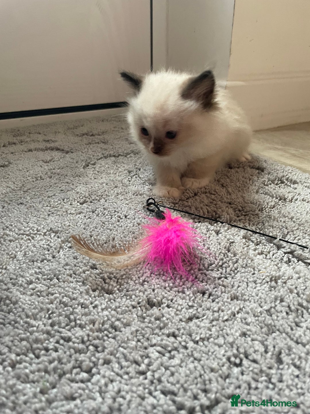 Ragdoll cats for sale: 4 gccf registered ragdolls  - Image 13