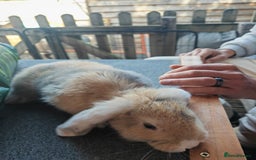 Mini Lop rabbits for sale: Mini lop - Image 4