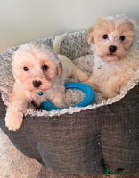 Shihpoo dogs Toy Shih-Poo Puppies (Shih-Tzu x Toy Poodle) - Advert 14