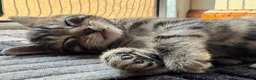 Mixed Breed cats for sale: 3 Beautiful kittens - Advert 5