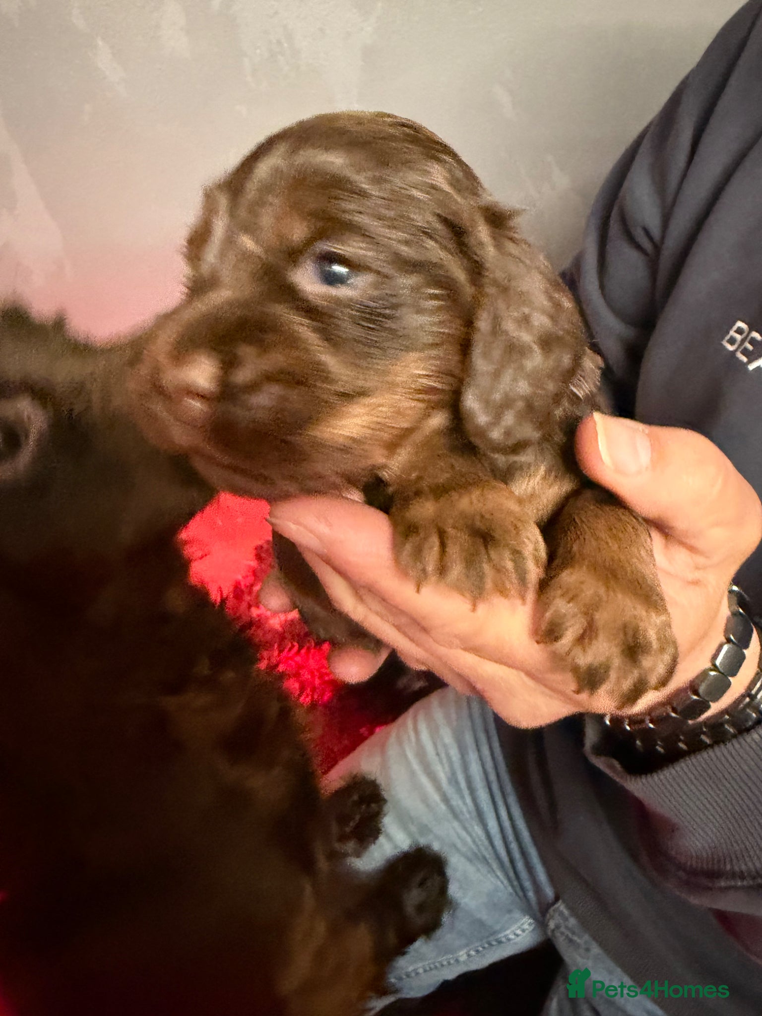 Cocker Spaniel dogs Stunning Cocker Spaniel Pups - Excellent Breeding - Advert 11