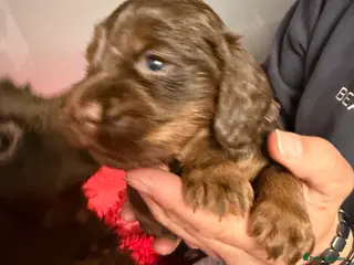 Cocker Spaniel dogs Stunning Cocker Spaniel Pups - Excellent Breeding - Advert 11