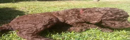 Standard Poodle dogs for sale: Two Beautiful Poodle Puppies left 🩷 - Advert 31