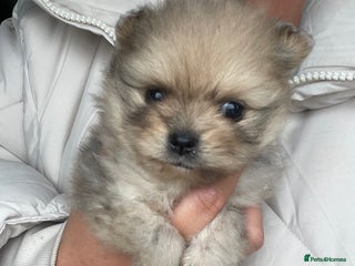Pomeranian dogs for sale - Advert 1