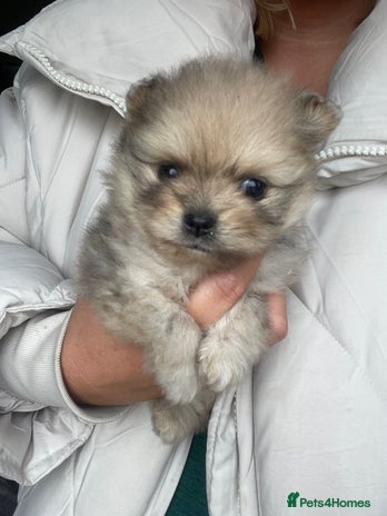 Pomeranian dogs - Advert 2