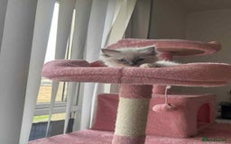 Ragdoll cats for sale: Pure Ragdoll kittens available 🐱🐾 - Image 16