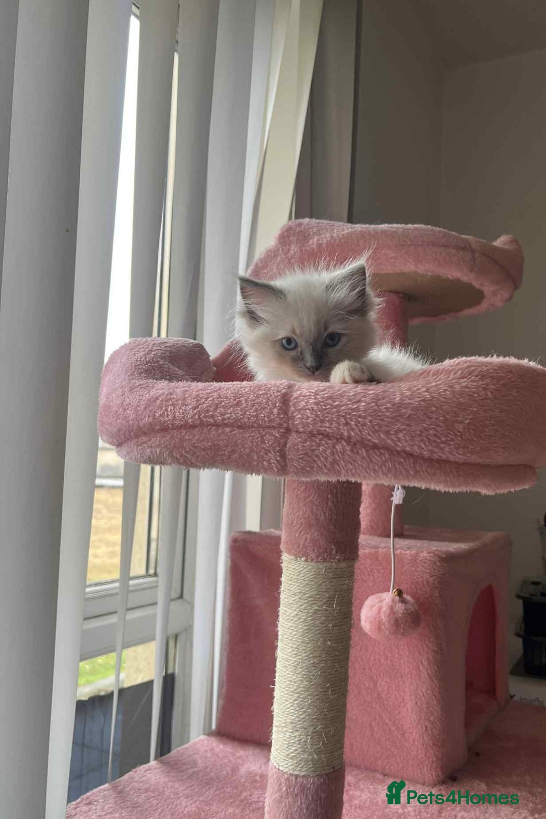 Ragdoll cats for sale: Pure Ragdoll kittens available 🐱🐾 - Image 16