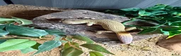 Leopard Gecko reptiles for sale: Female Leopard Gecko with FULL Setup in London - Advert 2