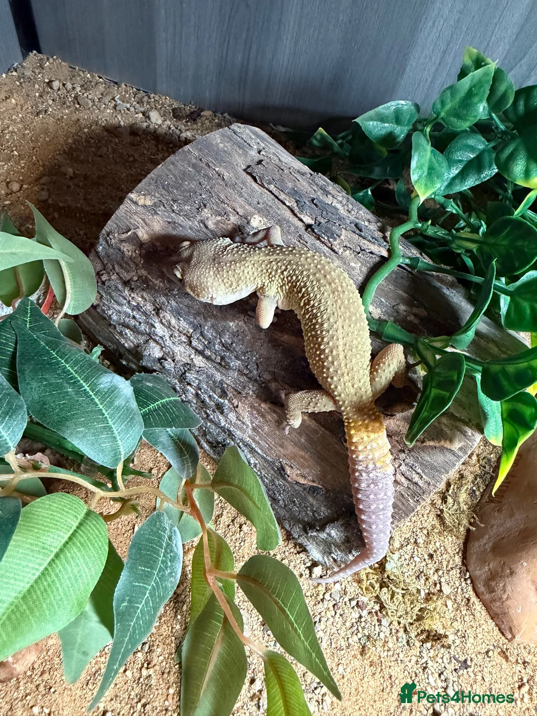 Leopard Gecko reptiles for sale: Female Leopard Gecko with FULL Setup in London - Advert 2