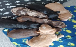 Cocker Spaniel dogs for sale: Cocker spaniel pups  - Image 11
