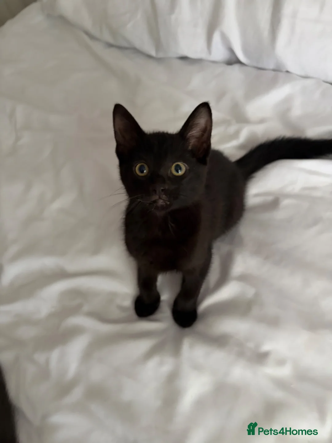 Mixed Breed cats for sale: 2 beautiful girls - Advert 2