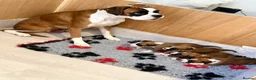 Boxer dogs for sale: 3 boy Boxer puppies for sale - Advert 21