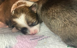 Shihpoo dogs for sale: Read the advert 5 star rated Toy shihpoo puppies - Image 28