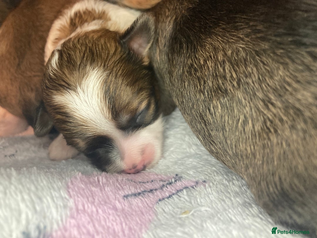 Shihpoo dogs for sale: Read the advert 5 star rated Toy shihpoo puppies - Image 28