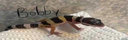 Leopard Gecko reptiles for sale: Hatchling Leopard Geckos - Advert 4