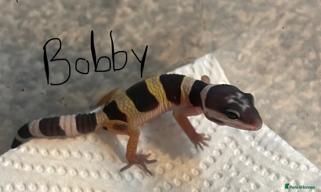 Leopard Gecko reptiles for sale: Hatchling Leopard Geckos - Advert 4