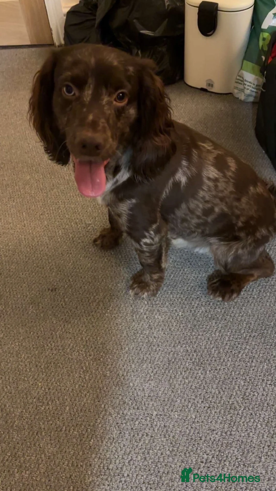 Cocker Spaniel dogs for sale: Cocker spaniel  - Advert 2