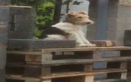 Fox Terrier dogs for sale: Wire Haired Fox Terrier Puppies - Image 3