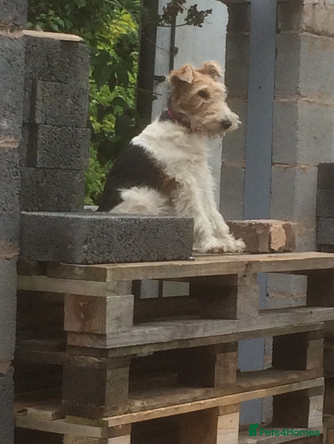 Fox Terrier dogs for sale: Wire Haired Fox Terrier Puppies - Image 3