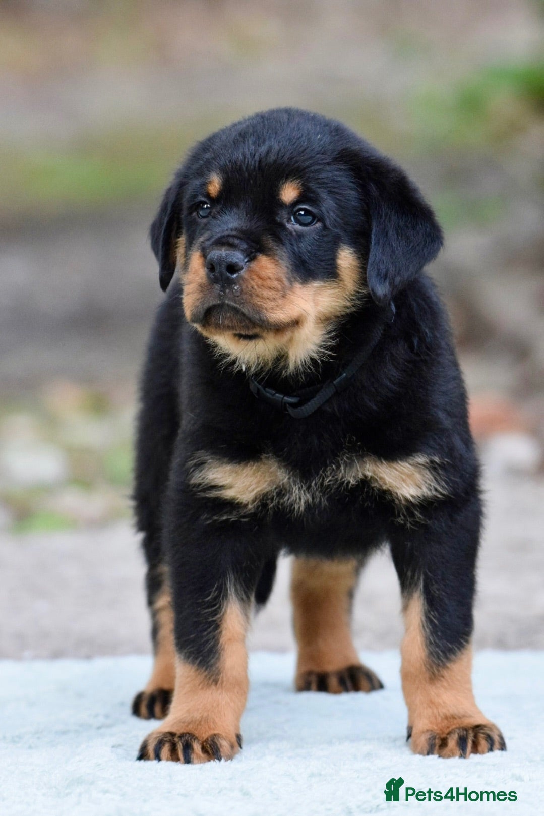 Rottweiler dogs Phenomenal old fashioned, health tested bloodlines - Advert 2