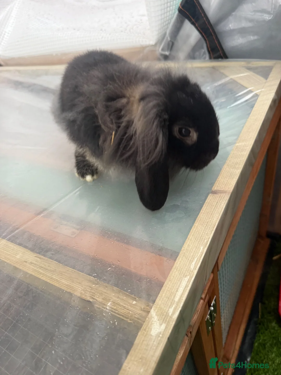 Lionhead rabbits for sale: Lion baby rabbits  - Advert 2