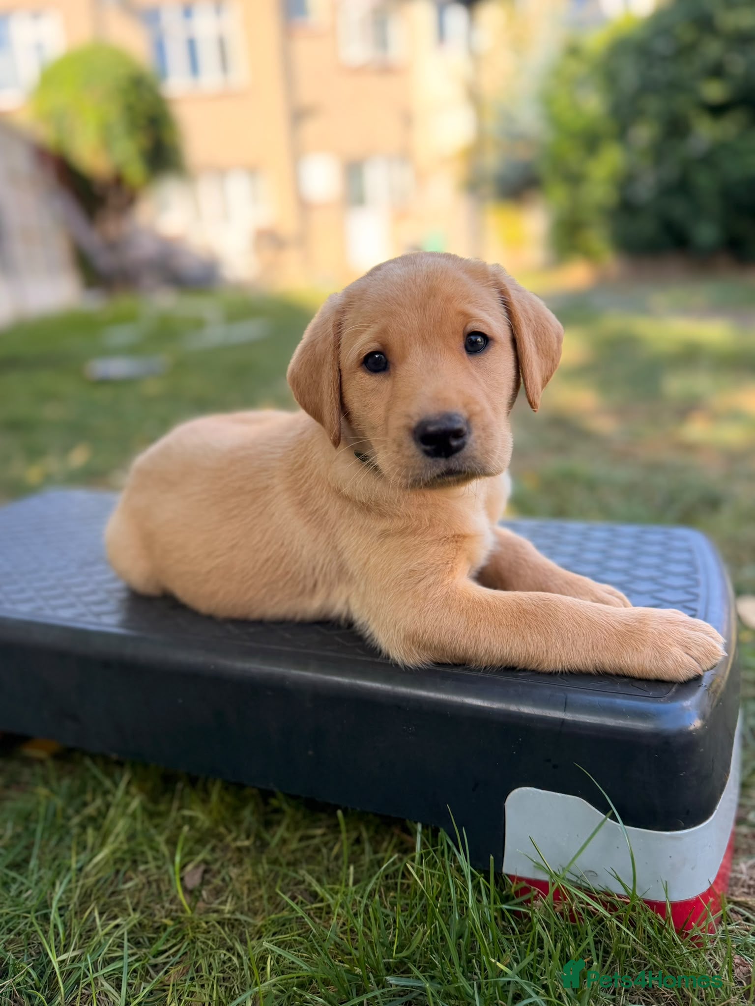 Mixed Breed dogs Elite Working Cross: Tollerdor - Advert 1