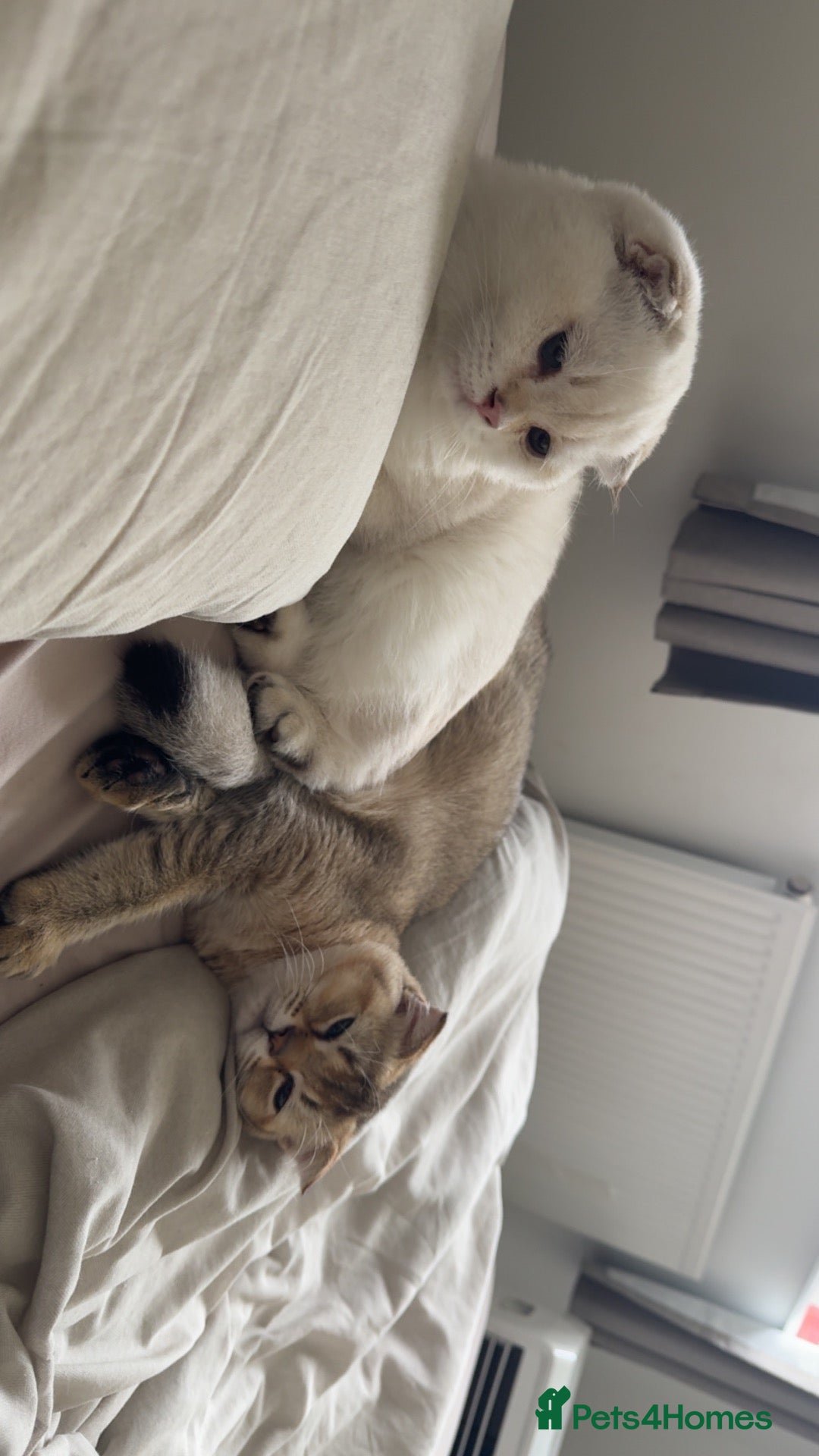 Scottish Fold cats 2 Scottish fold Kittens  - Advert 1