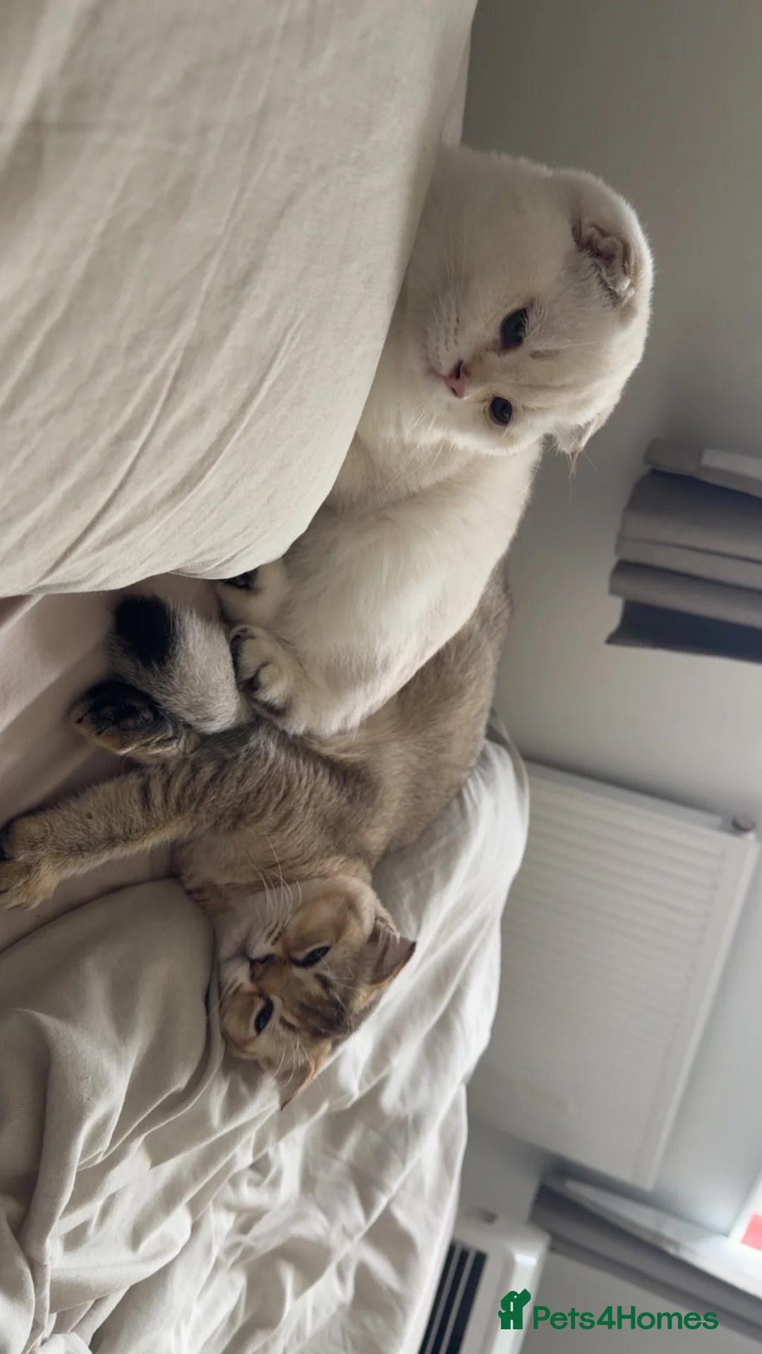 Scottish Fold cats for sale: 2 Scottish fold Kittens  - Advert 1