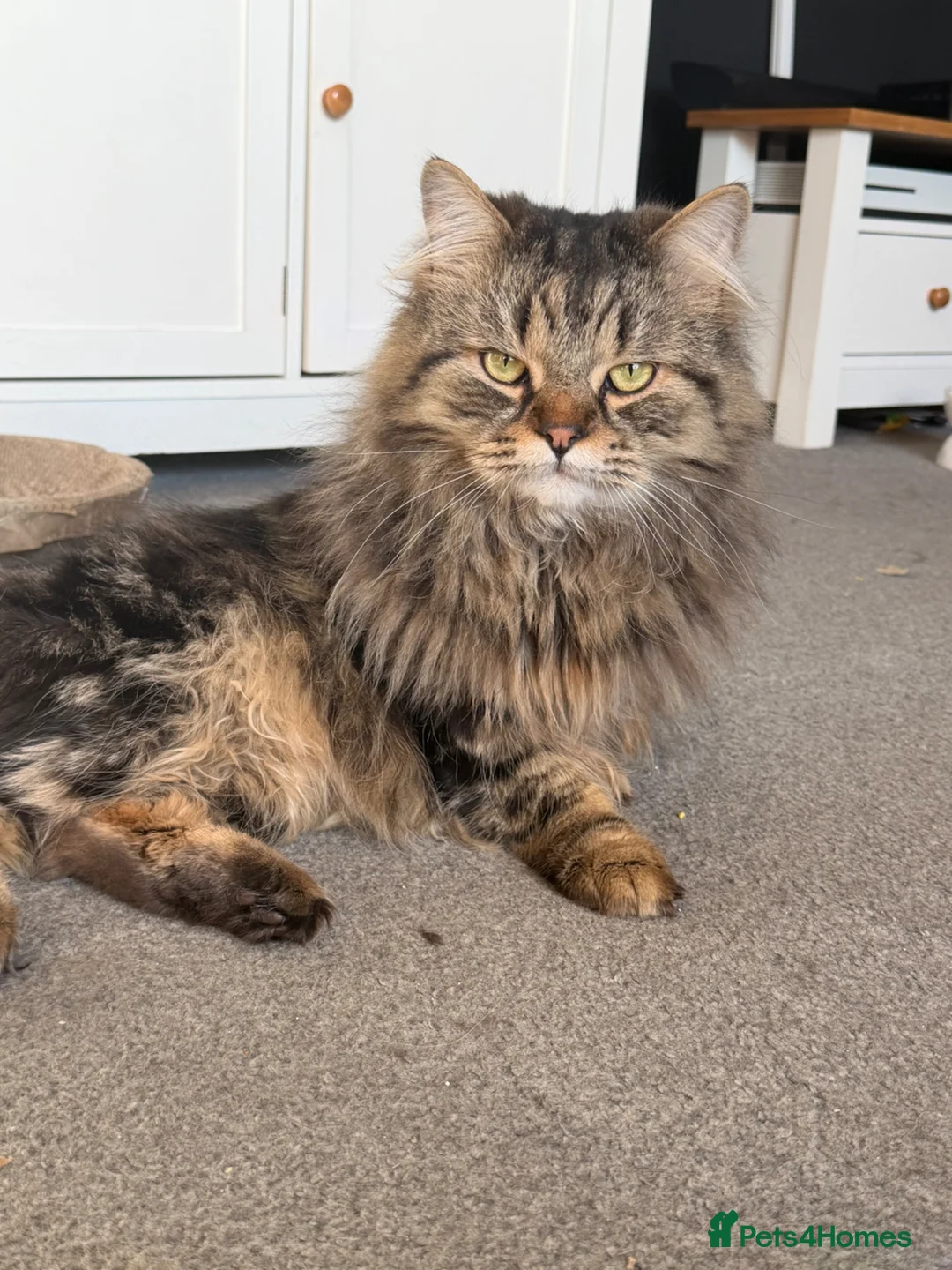 Mixed Breed cats for sale: Edward looking for a forever home 💙 - Advert 1