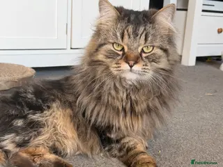 Mixed Breed cats Edward looking for a forever home 💙 - Advert 1