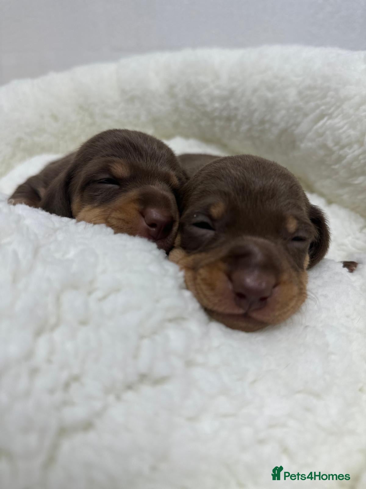 Miniature Dachshund dogs 2 Miniature Daschunds for sale!! Choc and Tan - Advert 10