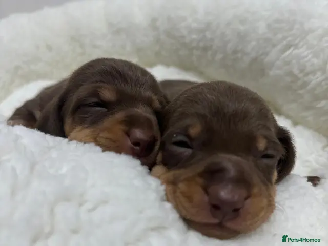 Miniature Dachshund dogs for sale: 2 Gorgeous Miniature Dachshunds for sale, Ready NW - Advert 21