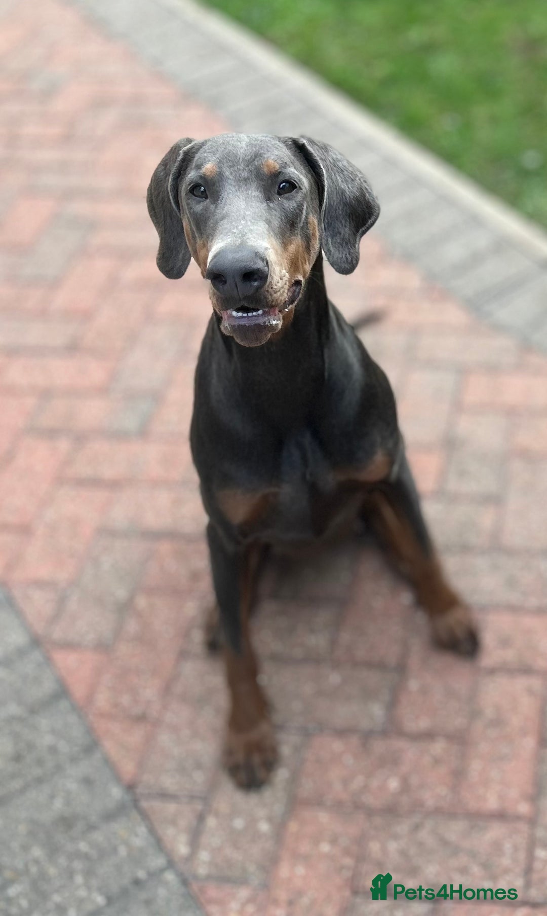 Dobermann dogs for sale: KC Registered Female Blue Doberman  - Advert 2