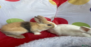 French Lop rabbits - Advert 2