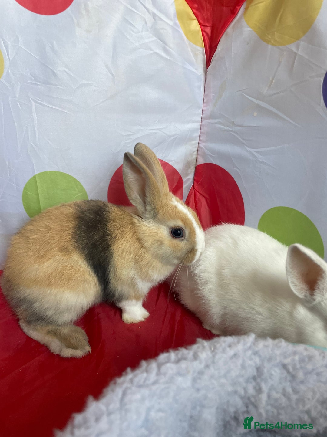 French Lop rabbits for sale: French lop mixed baby rabbits ready to go - Image 2