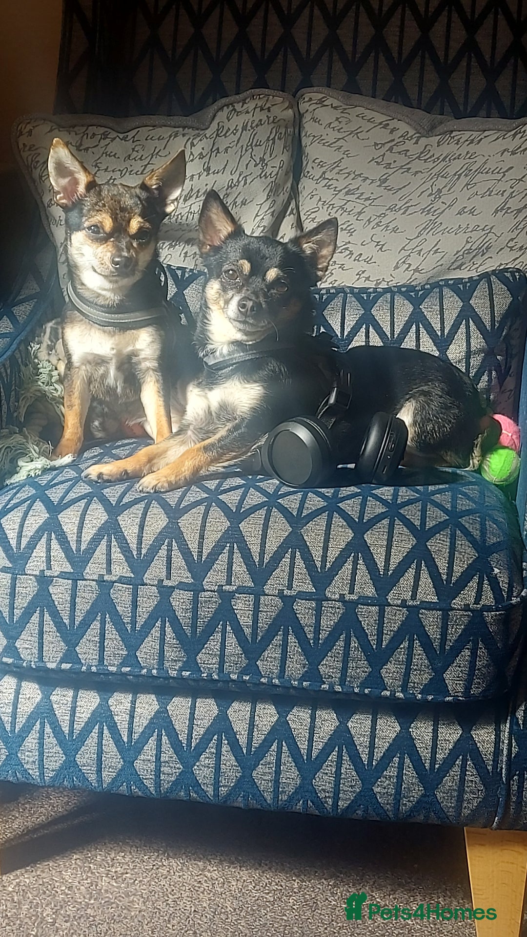 Chihuahua dogs for sale: Chihuahua  - Image 11