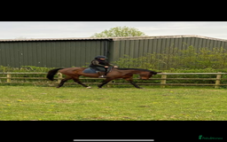 Irish Thoroughbred horses for sale: Beautiful tb mare  - Image 1