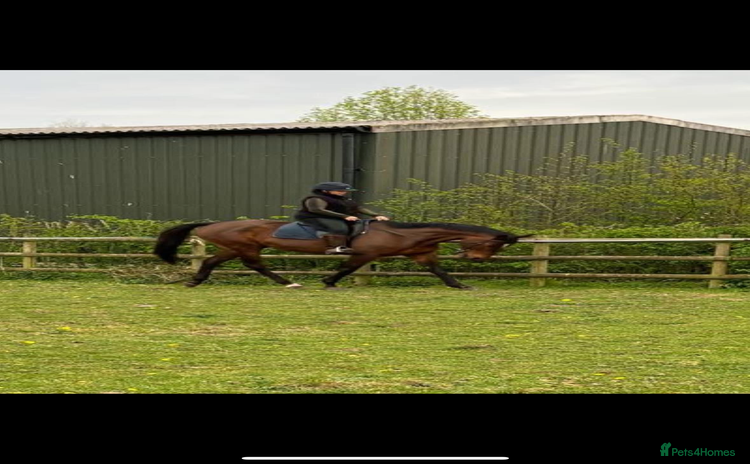 Irish Thoroughbred horses - Advert 1