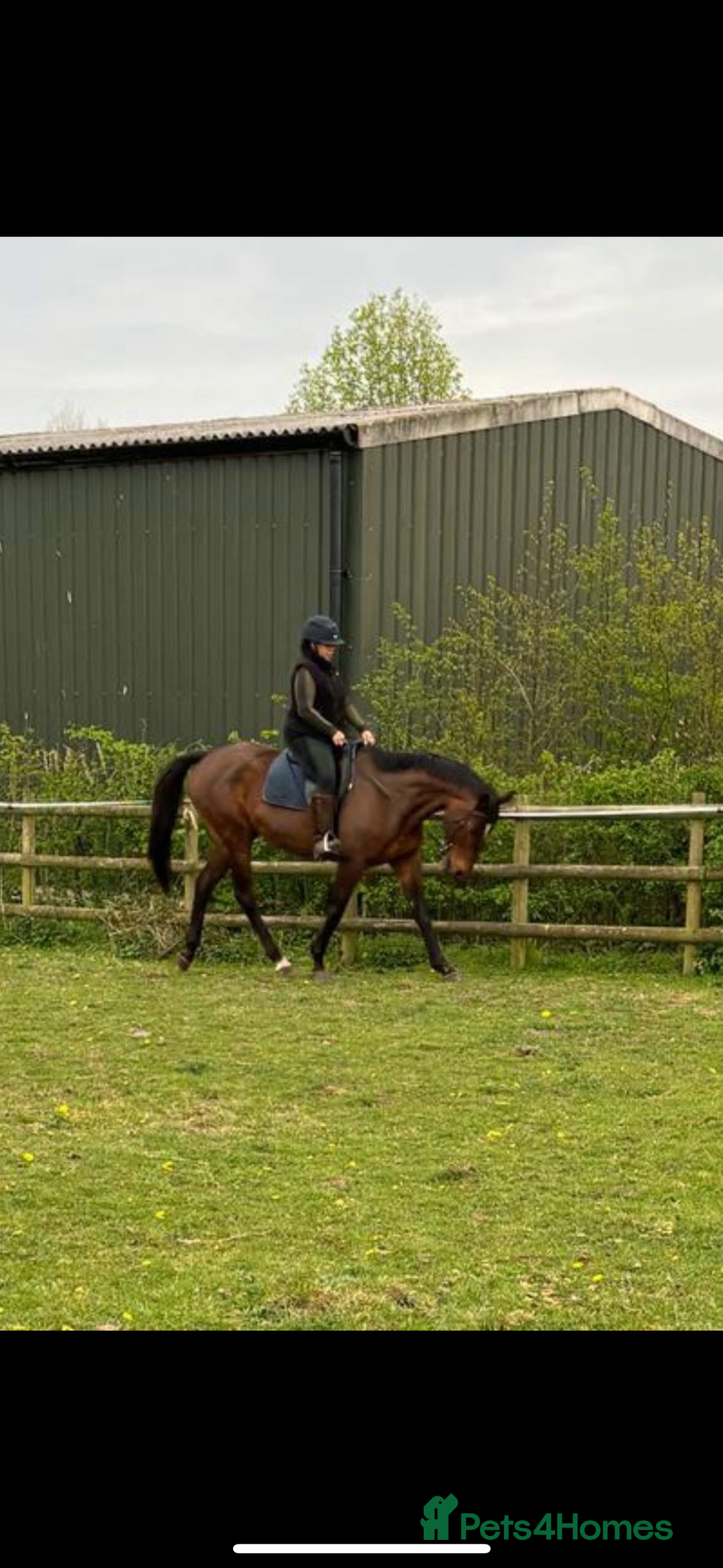 Irish Thoroughbred horses for sale: Beautiful tb mare  - Image 1