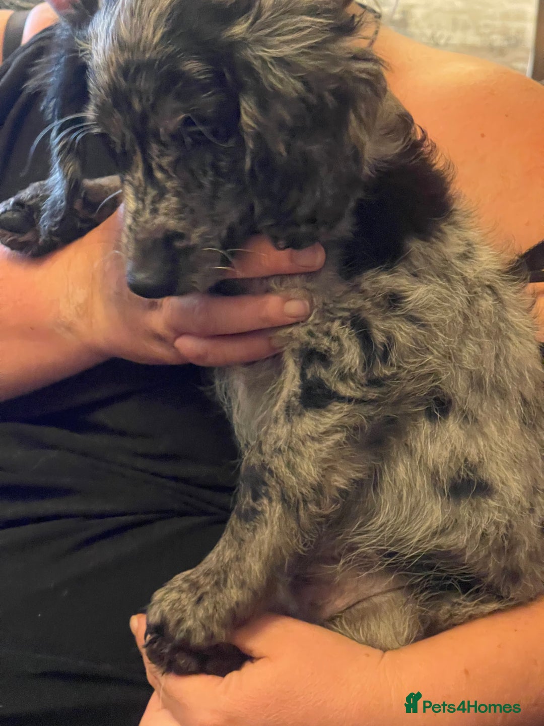 Cockapoo dogs for sale: Ready Now Beautiful Cockapoo pups £1000 in Wolverhampton - Image 16