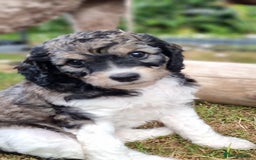 Cavapoo dogs for sale: F1b Standard Cavapoo, 3 remaining ready to leave in Watchet - Image 5