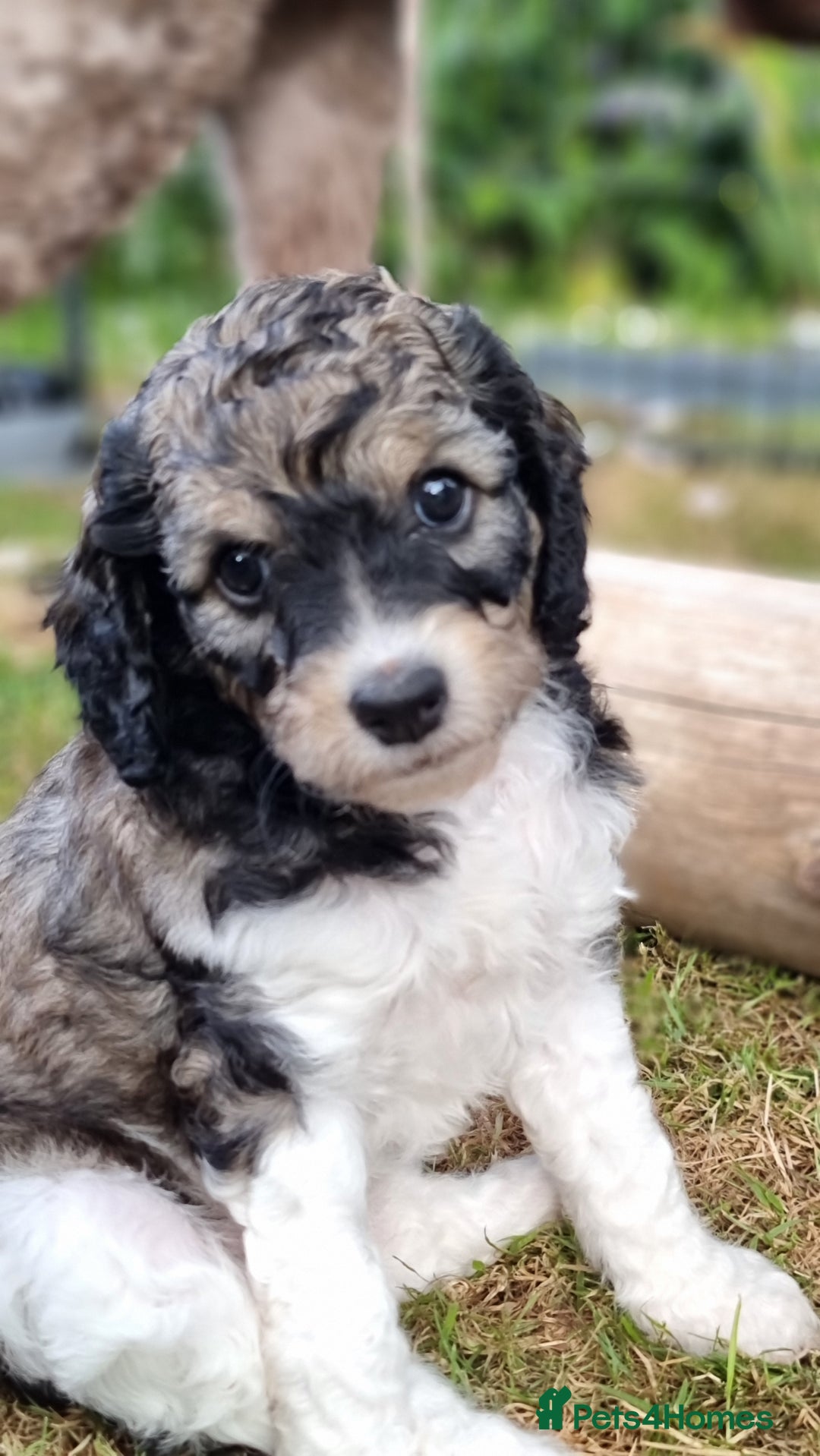 Cavapoo dogs for sale: F1b Standard Cavapoo, 3 remaining ready to leave in Watchet - Image 5