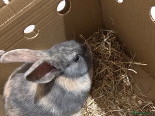 Mixed Breed rabbits Rabbit - Advert 3