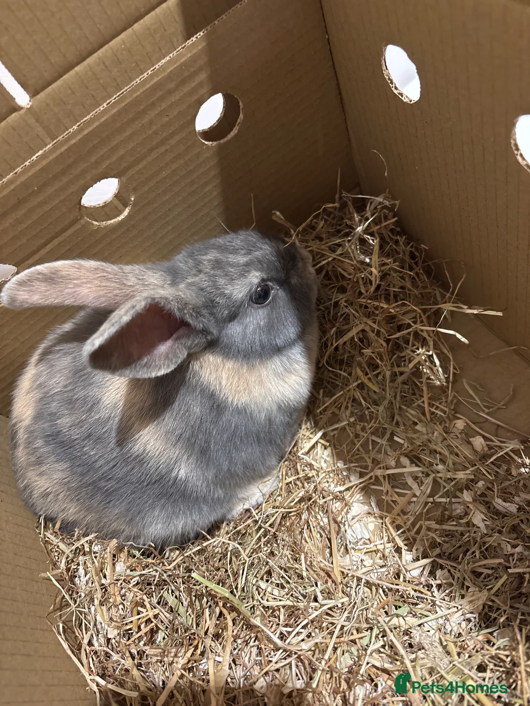 Mixed Breed rabbits for sale: Rabbit  - Advert 1
