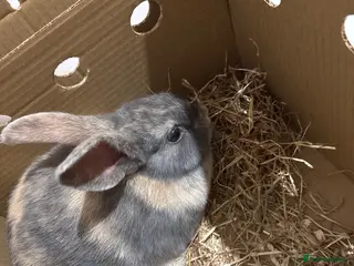 Mixed Breed rabbits Rabbit - Advert 10