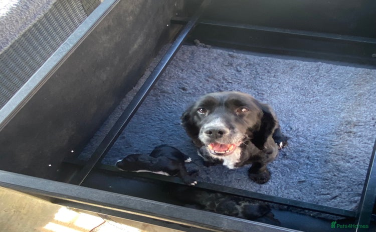 Cocker Spaniel dogs for sale - Advert 1