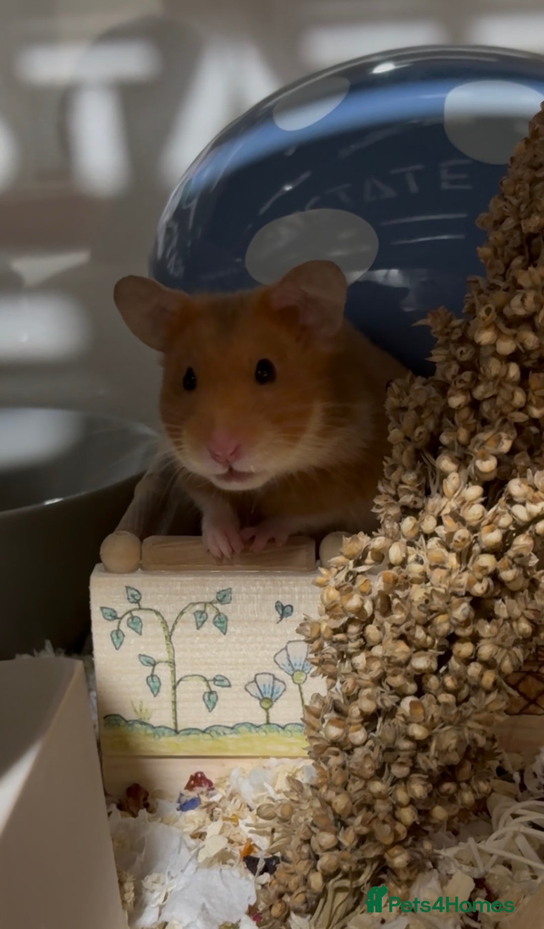 Hamster rodents for sale: female syrian hamster - Advert 3